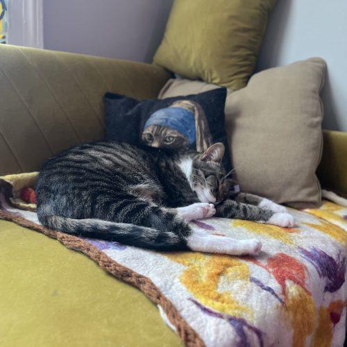 Arthur, a Adoptable Domestic Short Hair in Fishers, IN image 6/6
