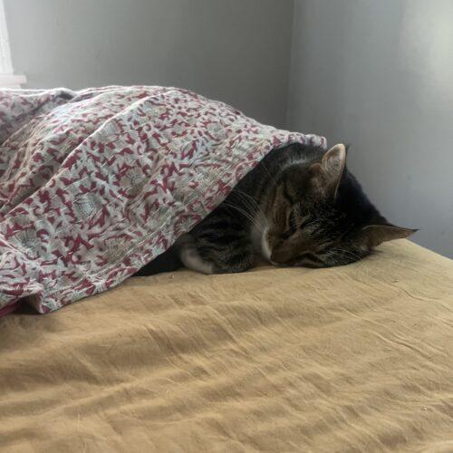 Enlarge Arthur, a Adoptable Domestic Short Hair in Fishers, IN image 5/5