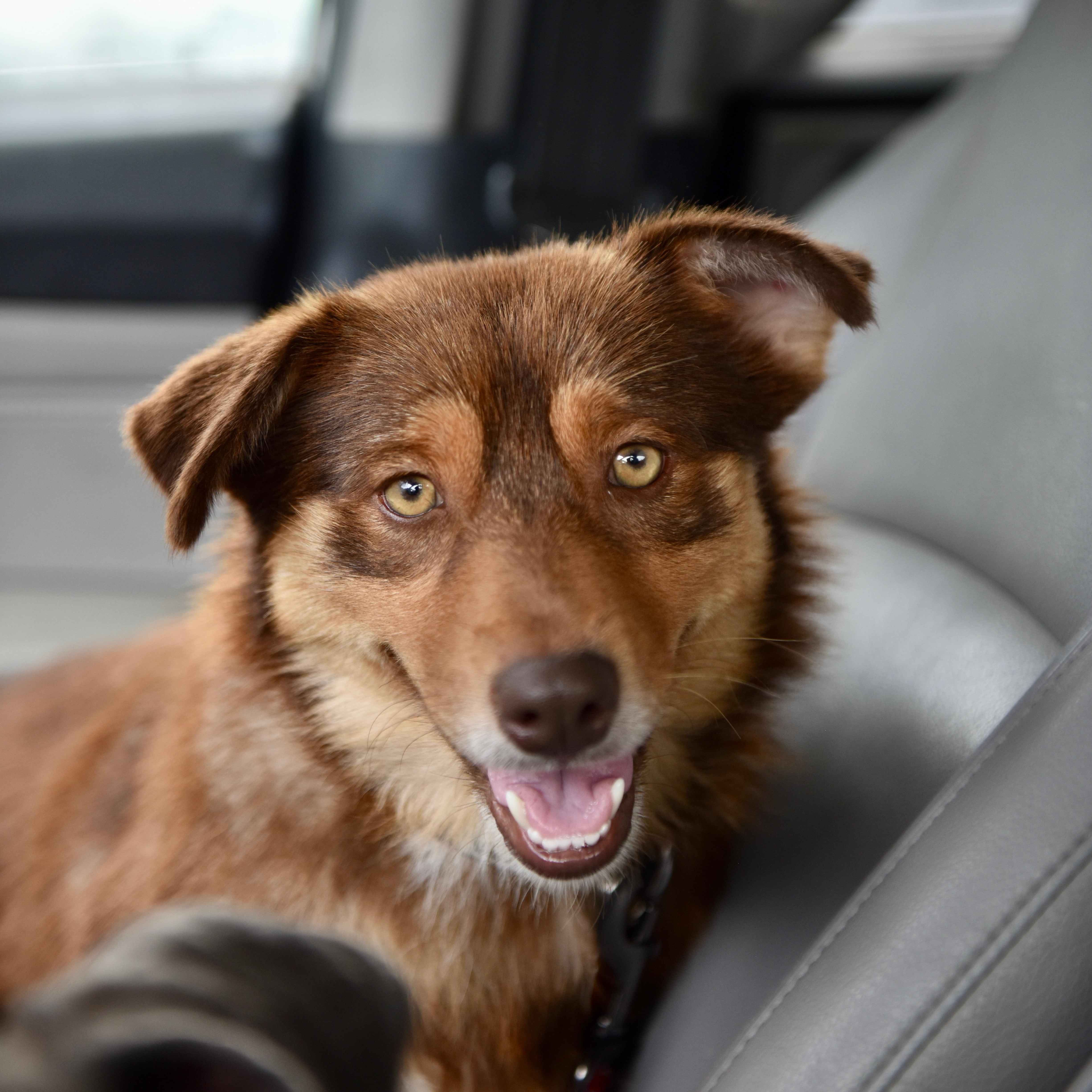 Enlarge Dovey, an adopted mixed breed in San Diego, CA image 3/3