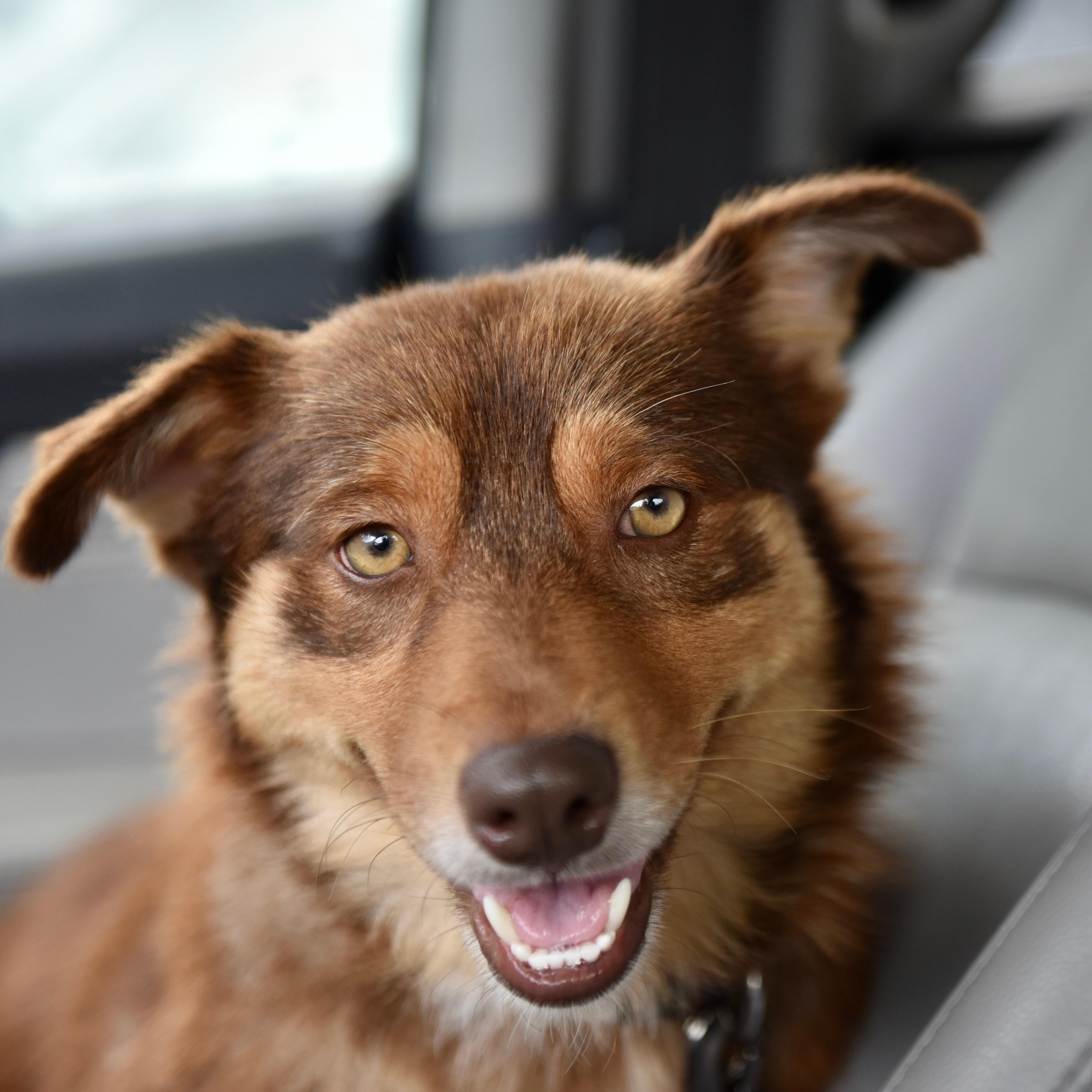 Dovey, adopted, Young Female Australian Shepherd.