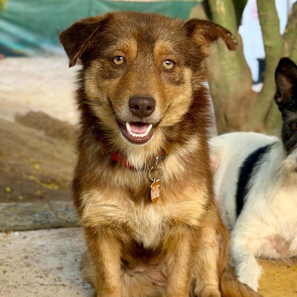 Enlarge Dovey, an adopted mixed breed in San Diego, CA image 2/3
