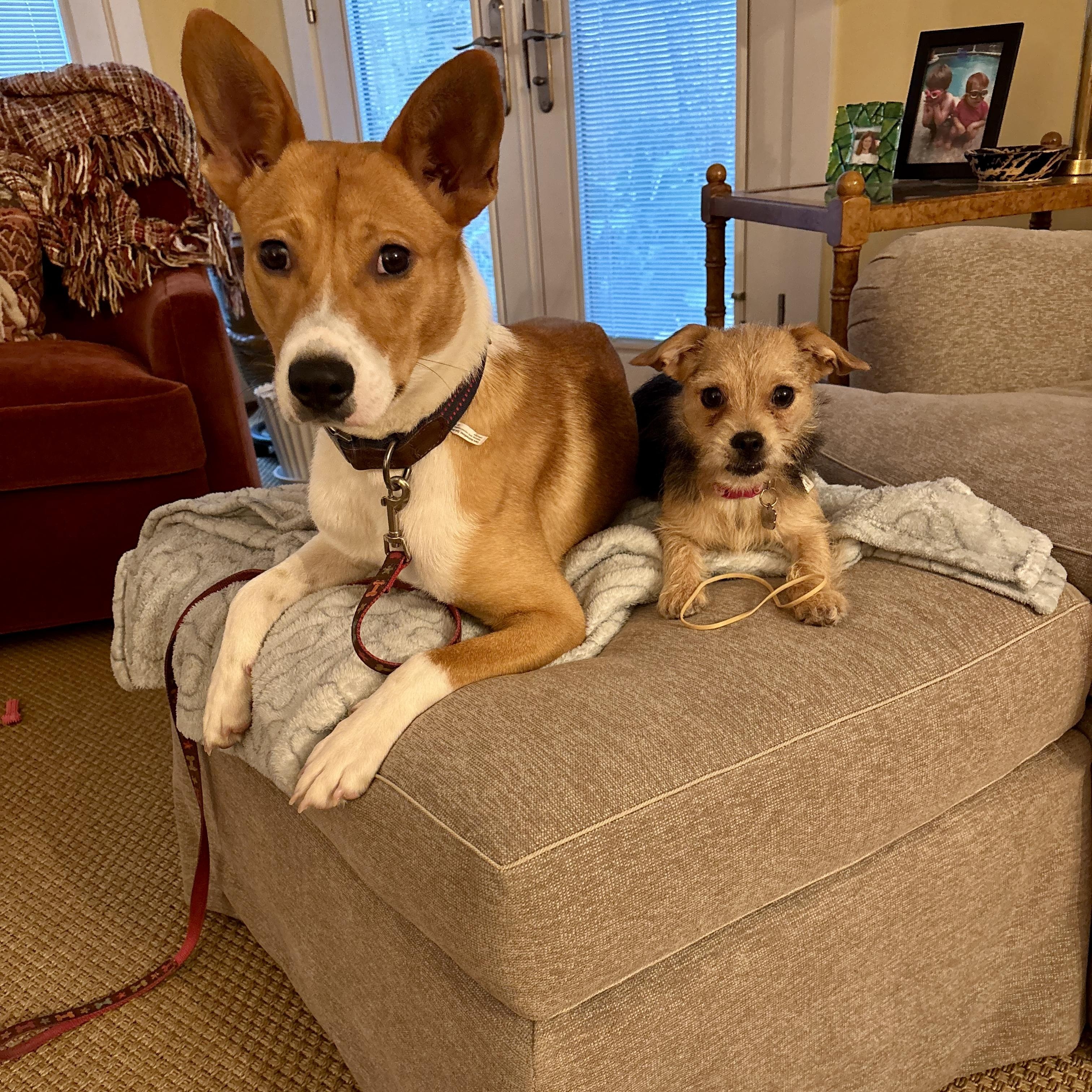 Enlarge Scout, an adopted mixed breed in Baytown, TX image 2/4