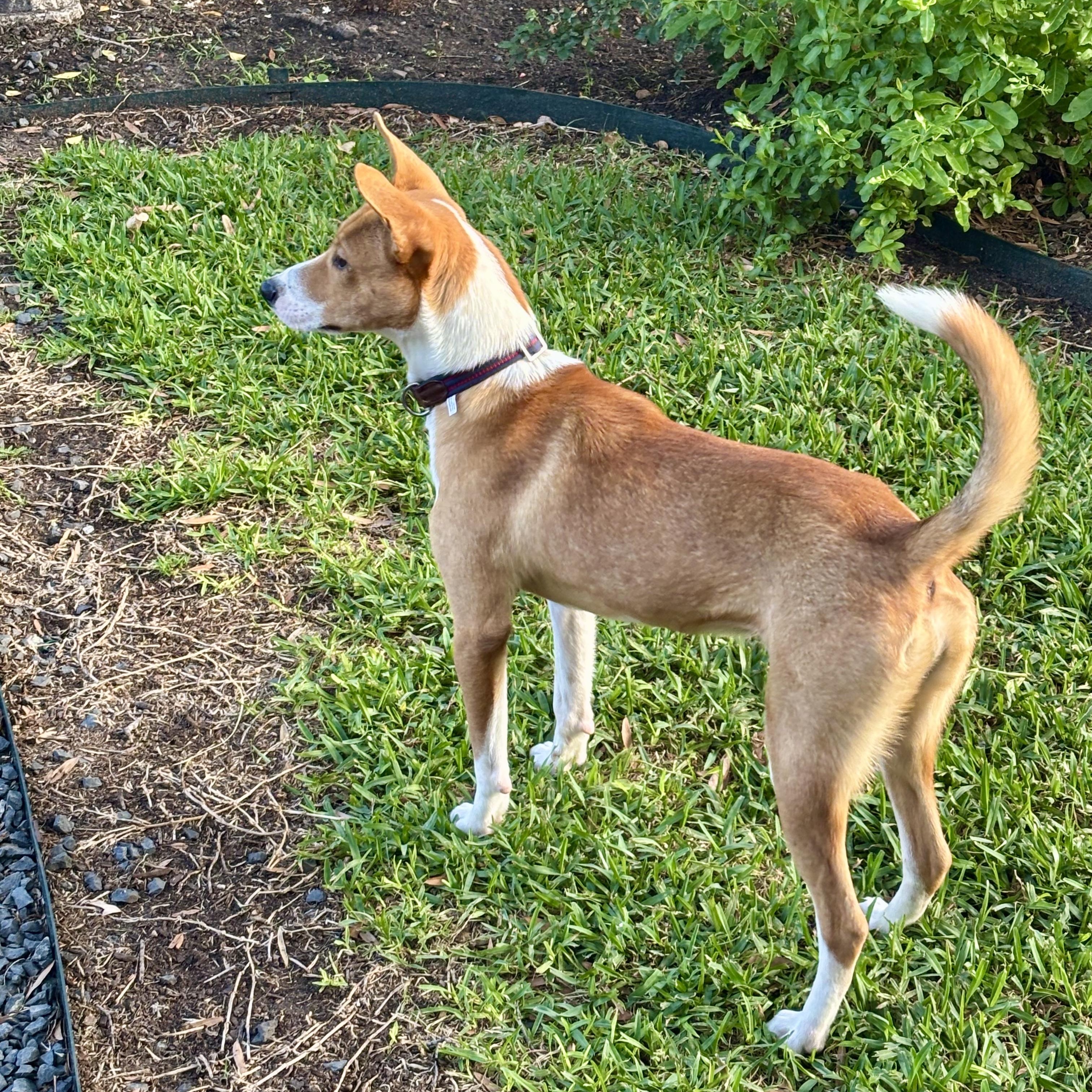 Enlarge Scout, an adopted mixed breed in Baytown, TX image 3/4