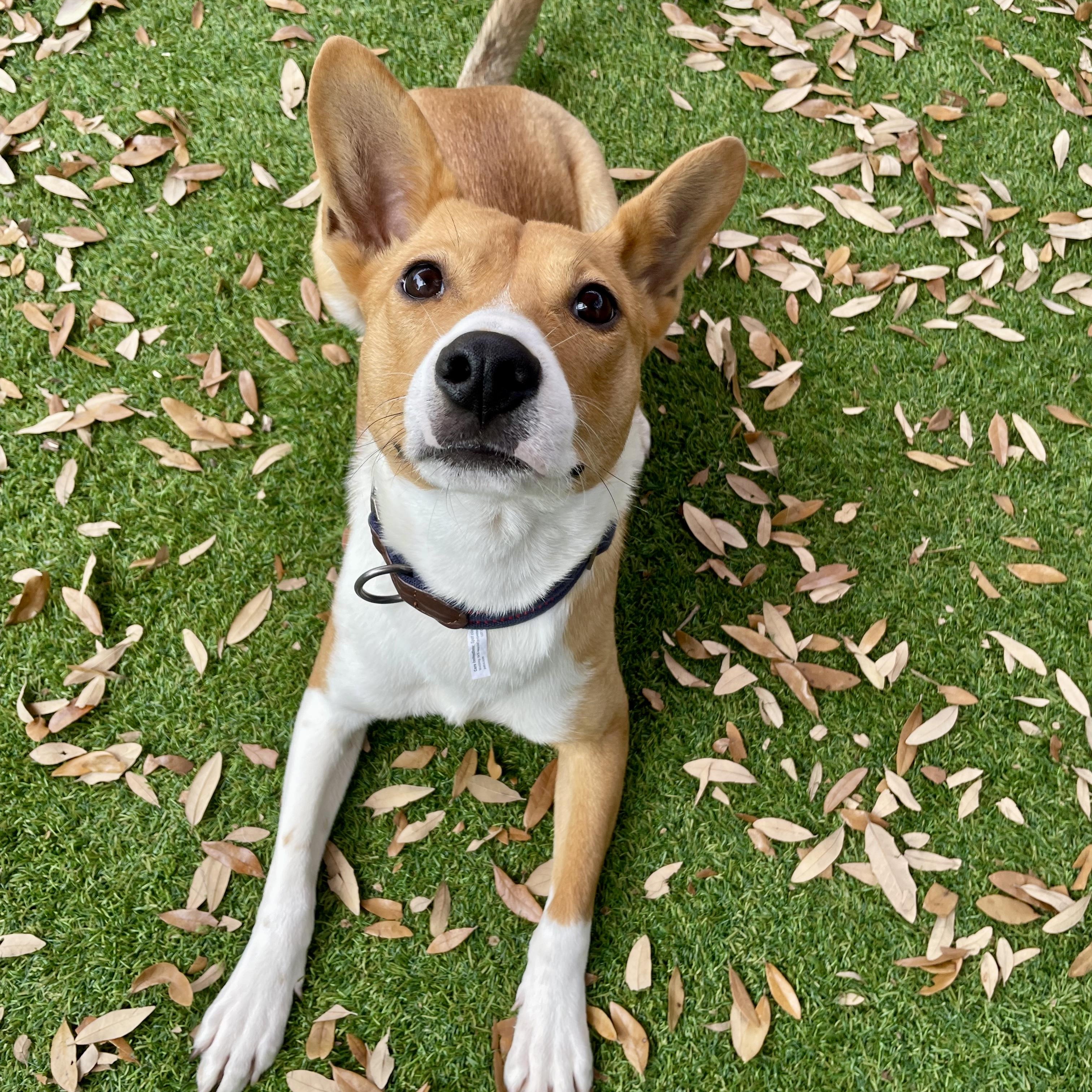 Scout, adopted, Adult Male Basenji & Basenji.