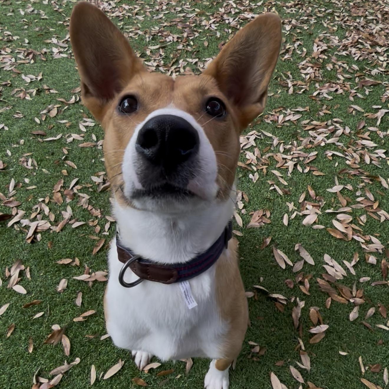 Enlarge Scout, an adopted mixed breed in Baytown, TX image 4/4
