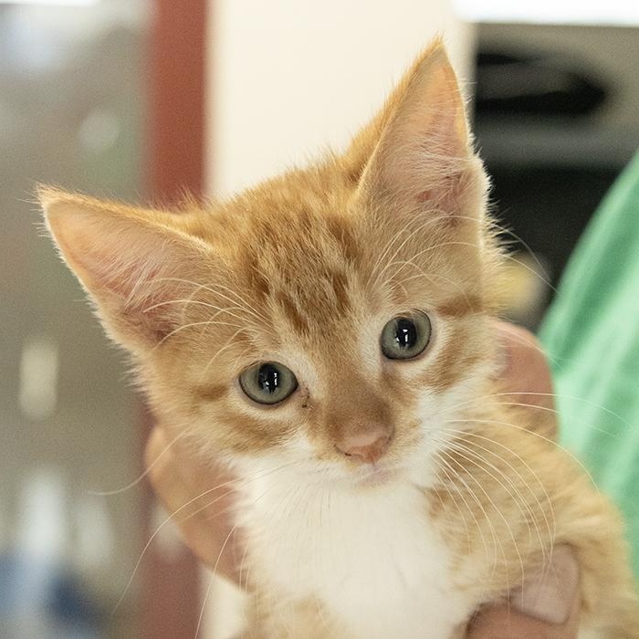 Benzo, an adopted Domestic Short Hair in Slidell, LA image 1/2