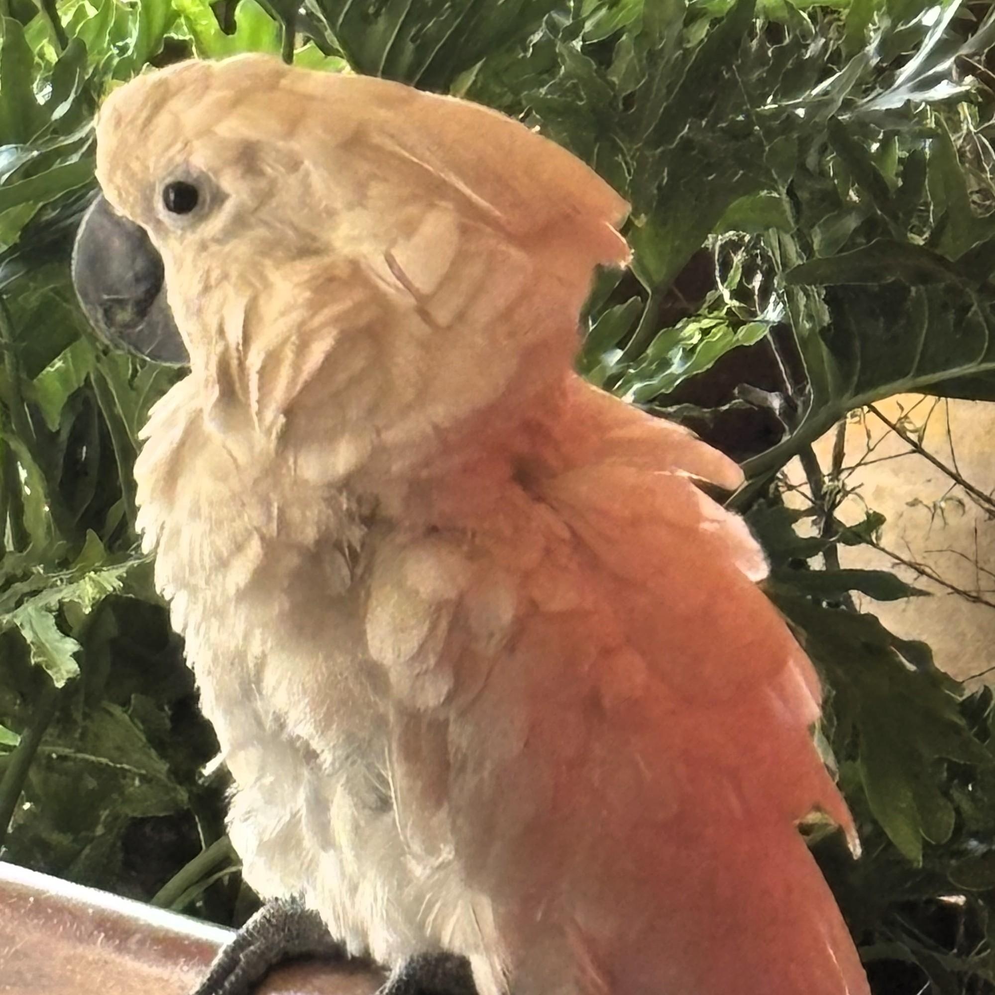 Fraizer, a Adoptable Cockatoo in Lenexa, KS image 2/2