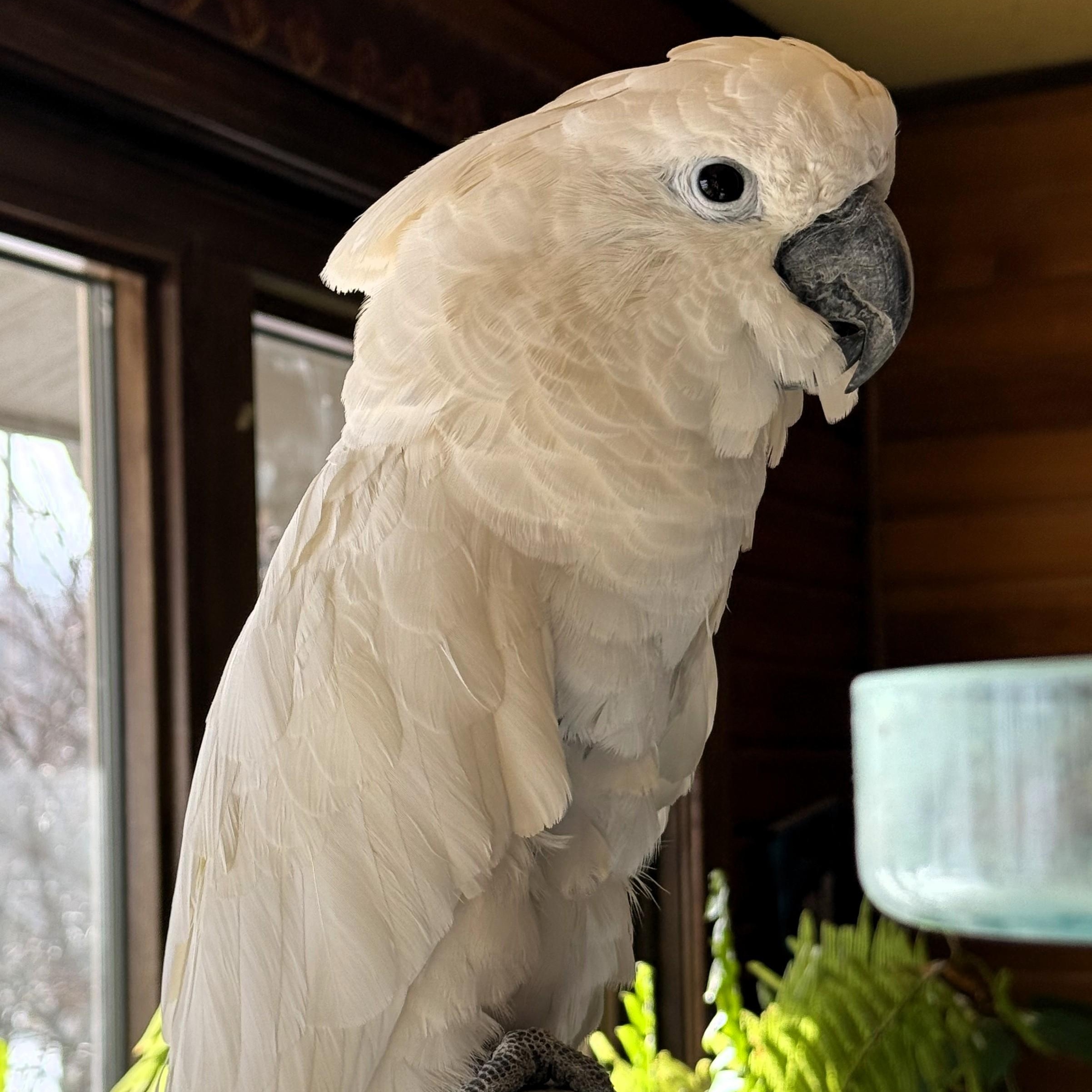 Fraizer, Adoptable, Adult Male Cockatoo.