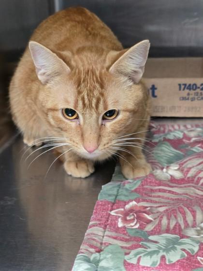 Enlarge Lola M., an adopted mixed breed in Bedford, IN image 1/1