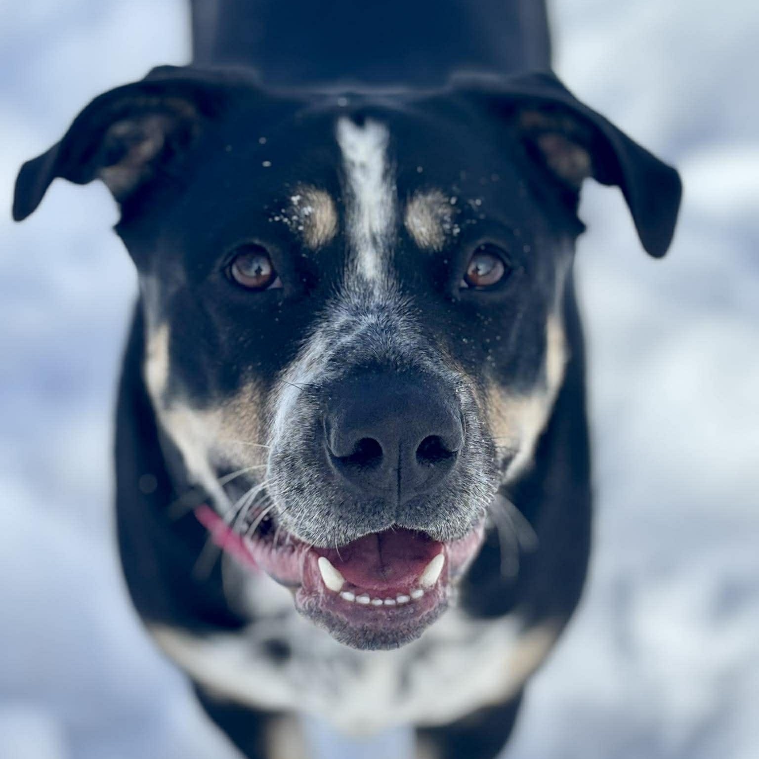 Brenna, ADOPTABLE, Young Female Pit Bull Terrier & German Shepherd Dog.
