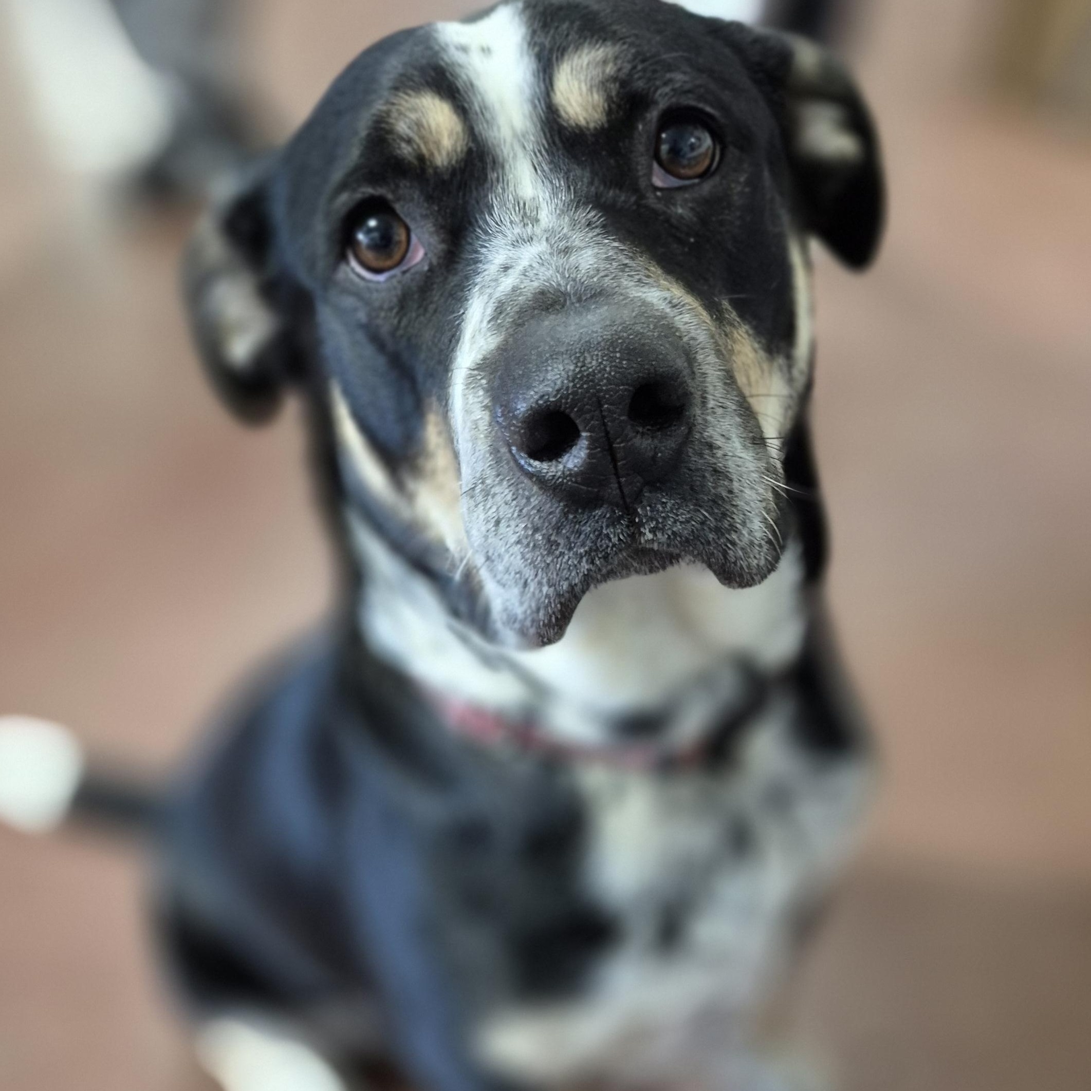 Brenna, an adoptable mixed breed in Tioga, PA image 5/6