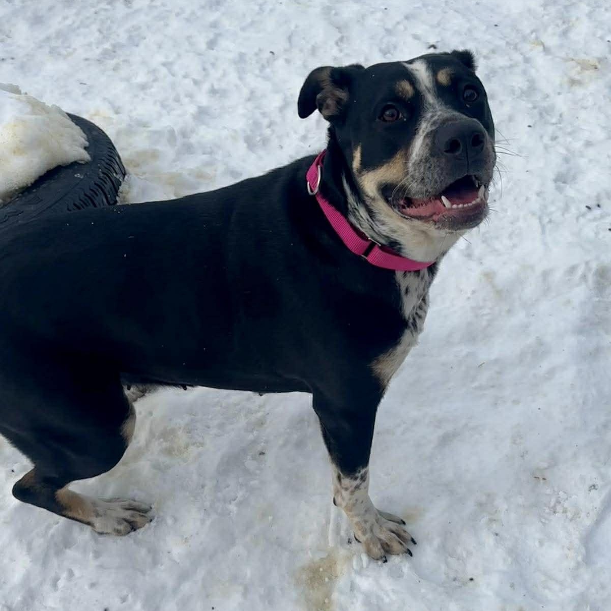 Enlarge Brenna, a ADOPTABLE mixed breed in Tioga, PA image 3/5