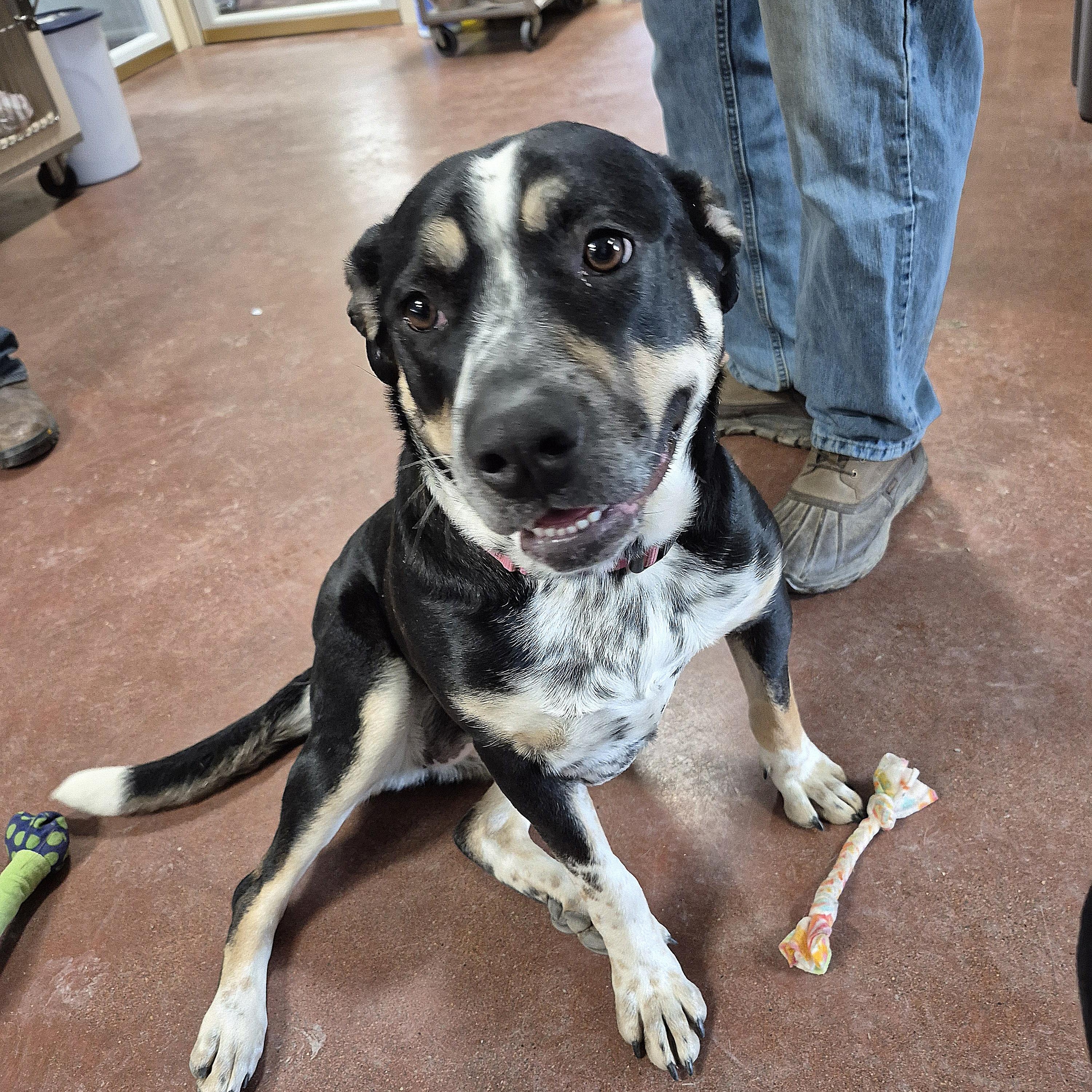 Brenna, an adoptable mixed breed in Tioga, PA image 4/6