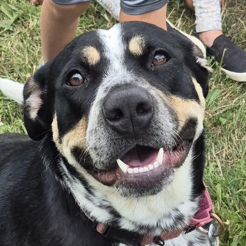 Brenna, an adoptable mixed breed in Tioga, PA image 1/6