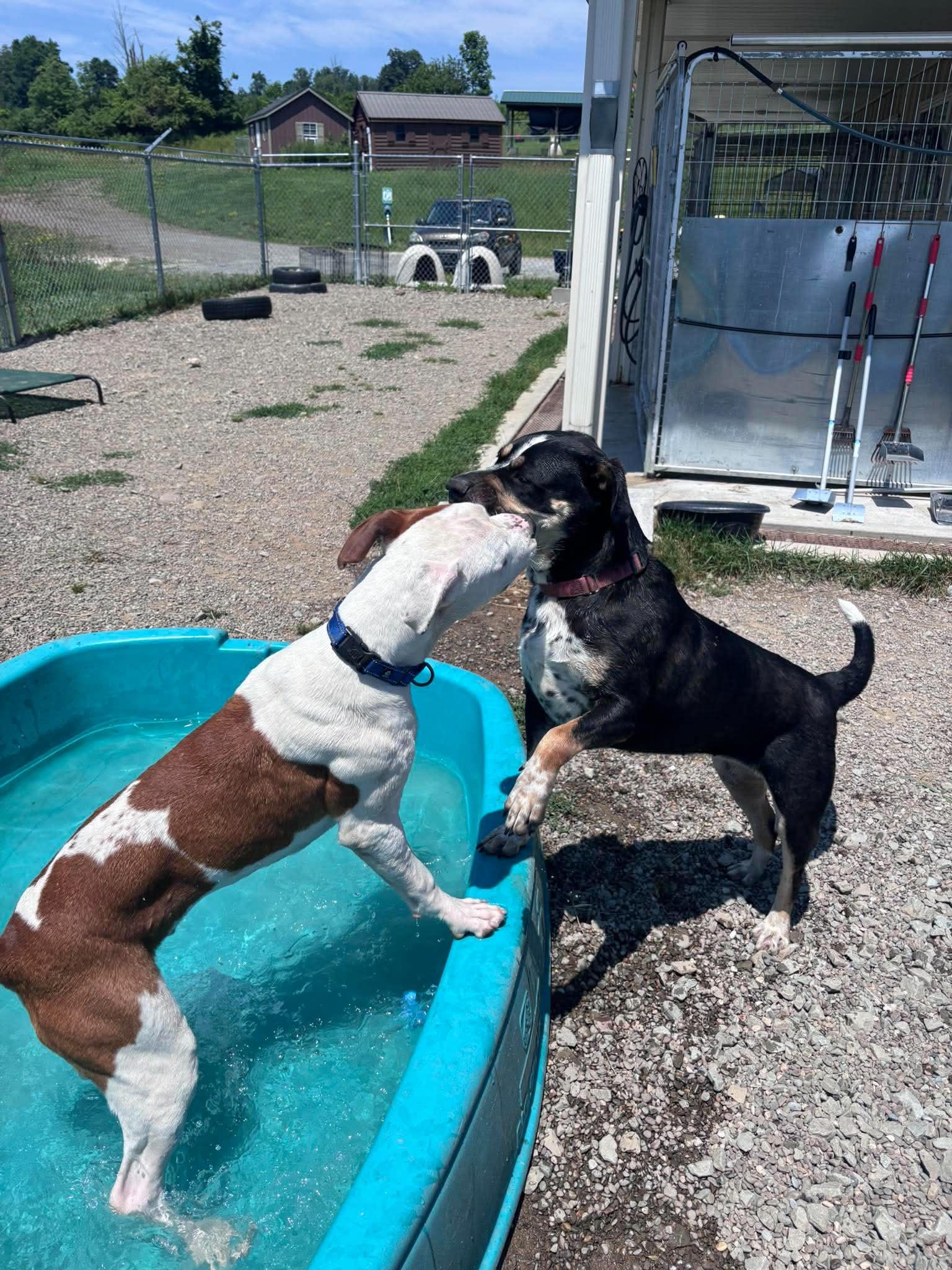 Brenna, an adoptable mixed breed in Tioga, PA image 6/6