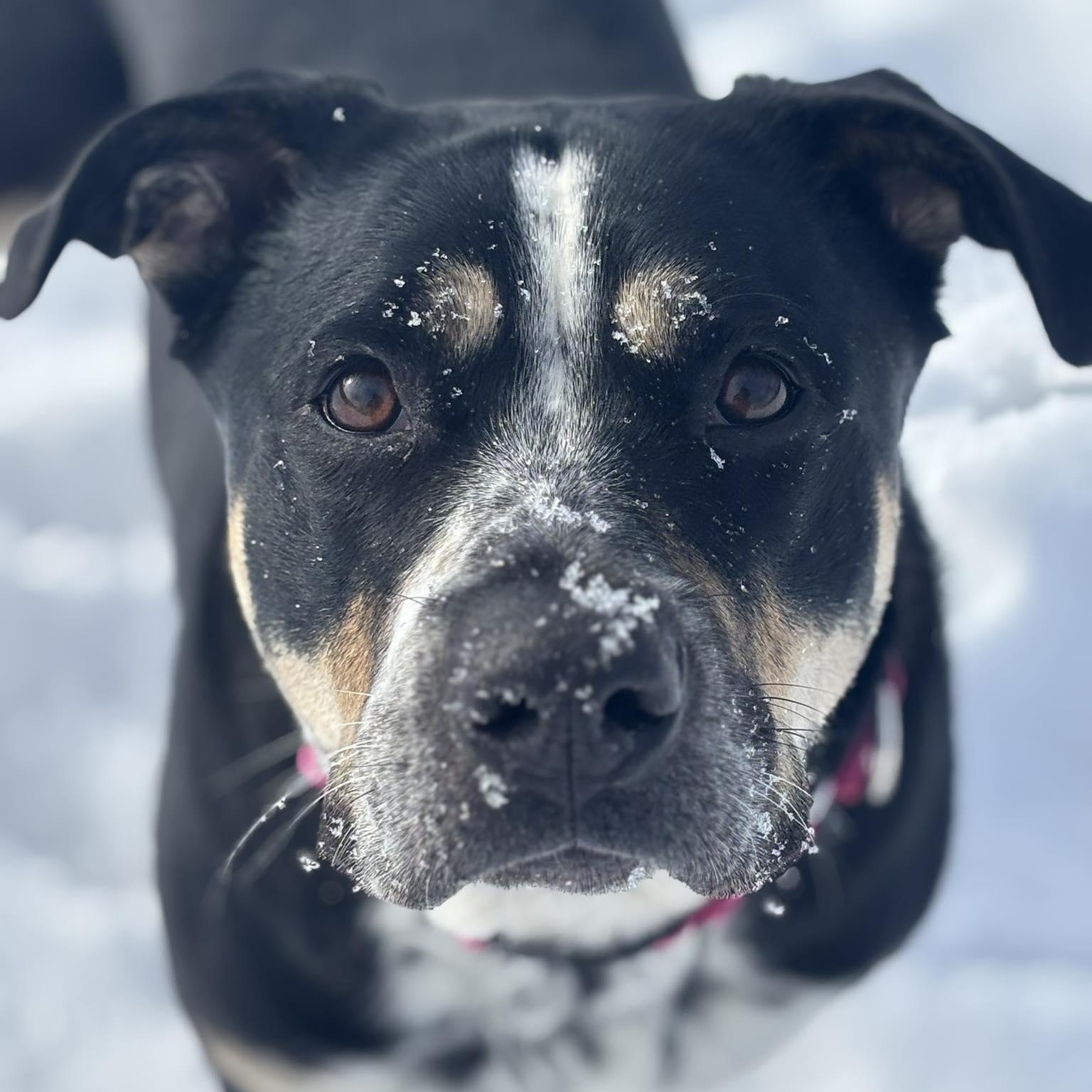 Enlarge Brenna, a ADOPTABLE mixed breed in Tioga, PA image 2/5