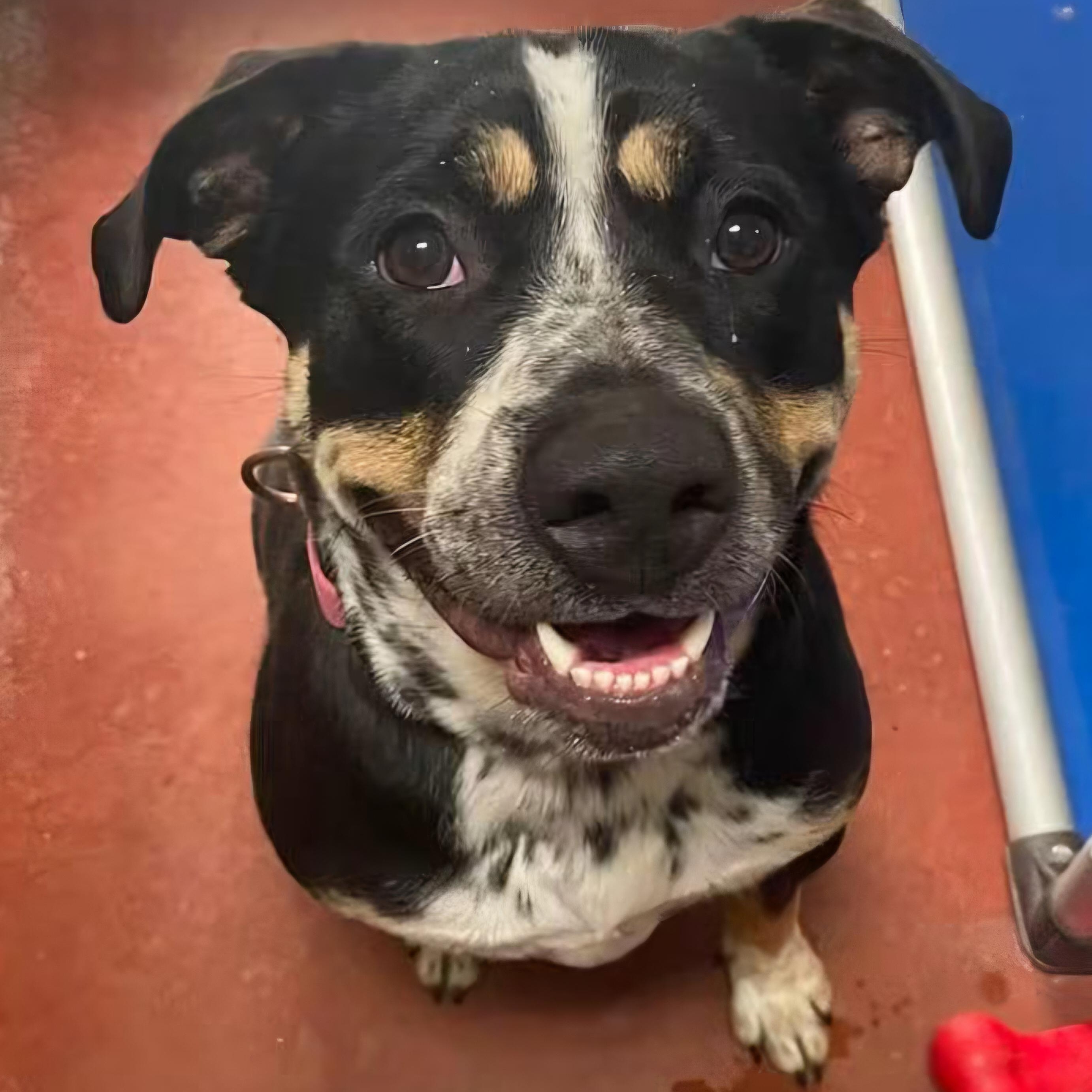 Brenna, an adoptable mixed breed in Tioga, PA image 2/6