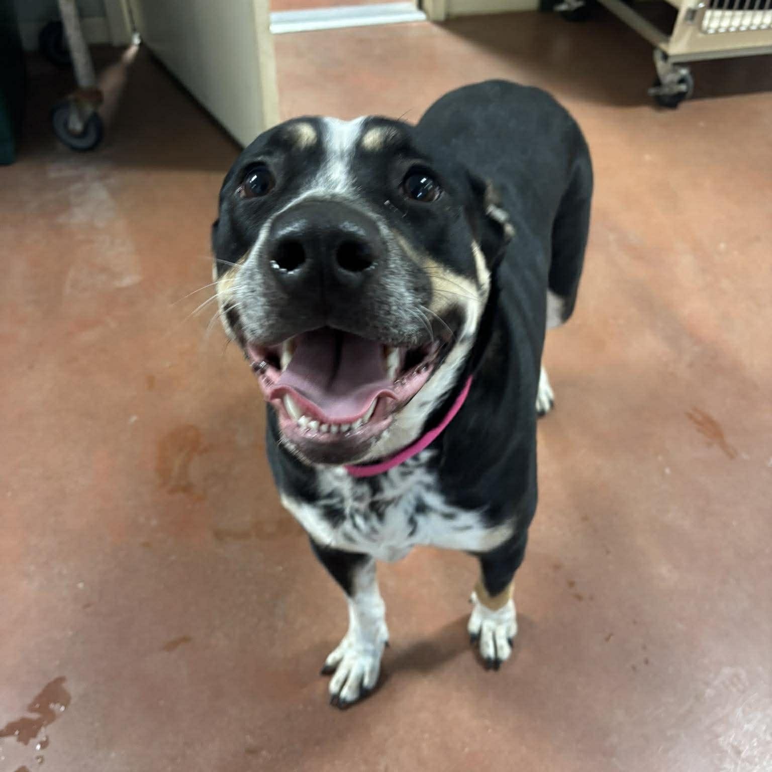 Enlarge Brenna, a ADOPTABLE mixed breed in Tioga, PA image 5/5