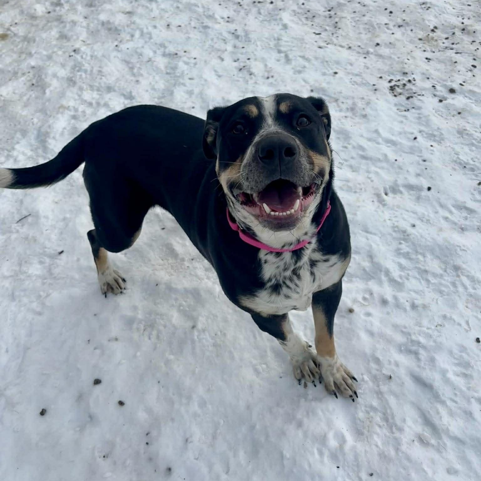 Enlarge Brenna, a ADOPTABLE mixed breed in Tioga, PA image 4/5