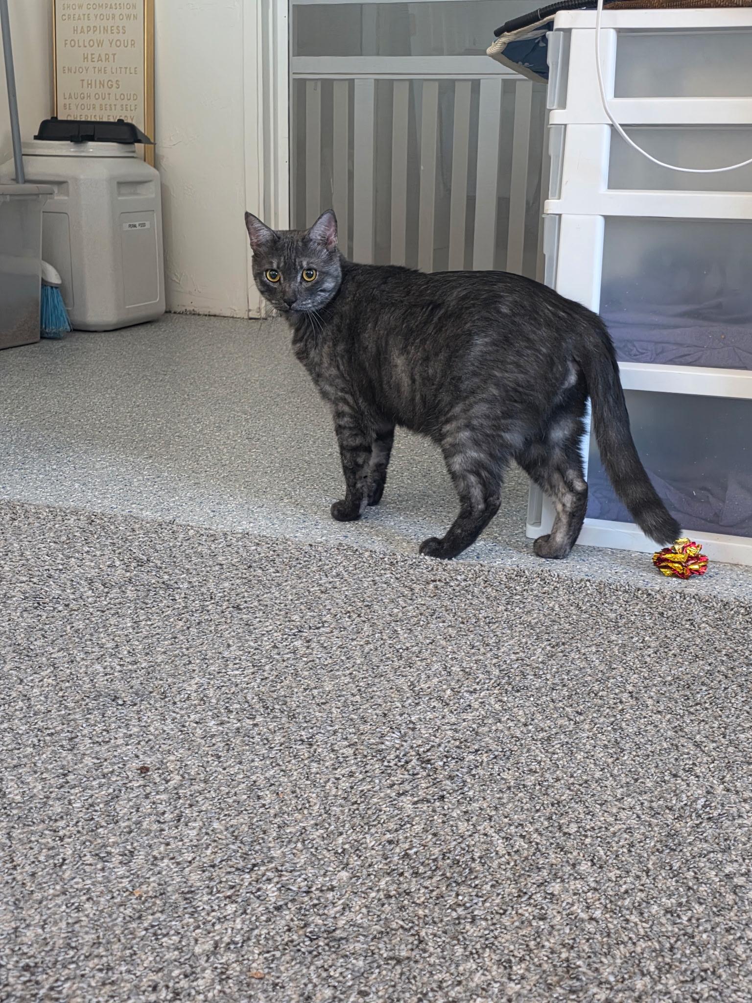 Bandit, an adopted Domestic Short Hair in Carson City, NV image 3/3