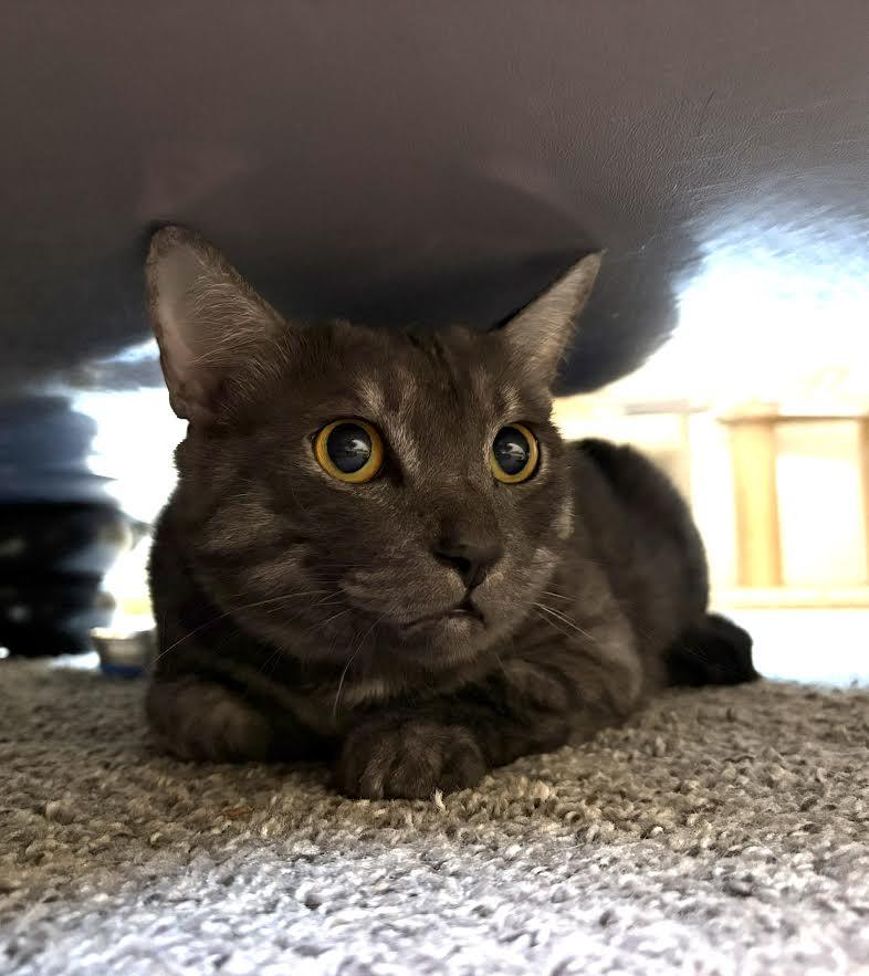 Bandit, adopted, Young Male Domestic Short Hair.