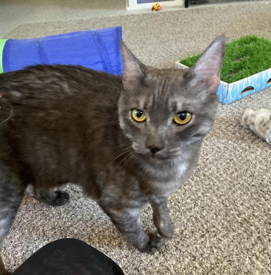 Bandit, an adopted Domestic Short Hair in Carson City, NV image 2/3