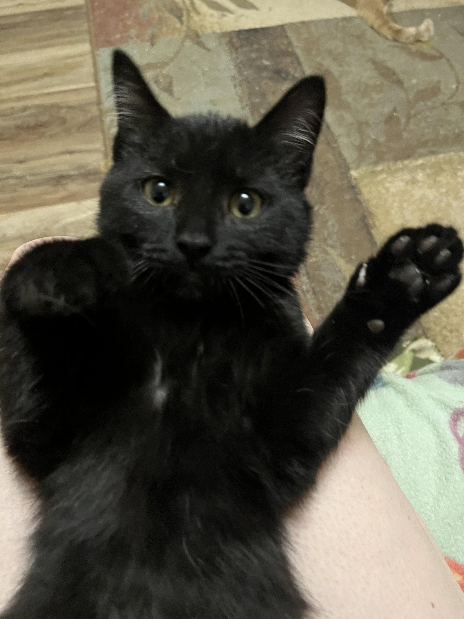 Rocket, a Adopted Domestic Short Hair in Eureka, MO image 2/3
