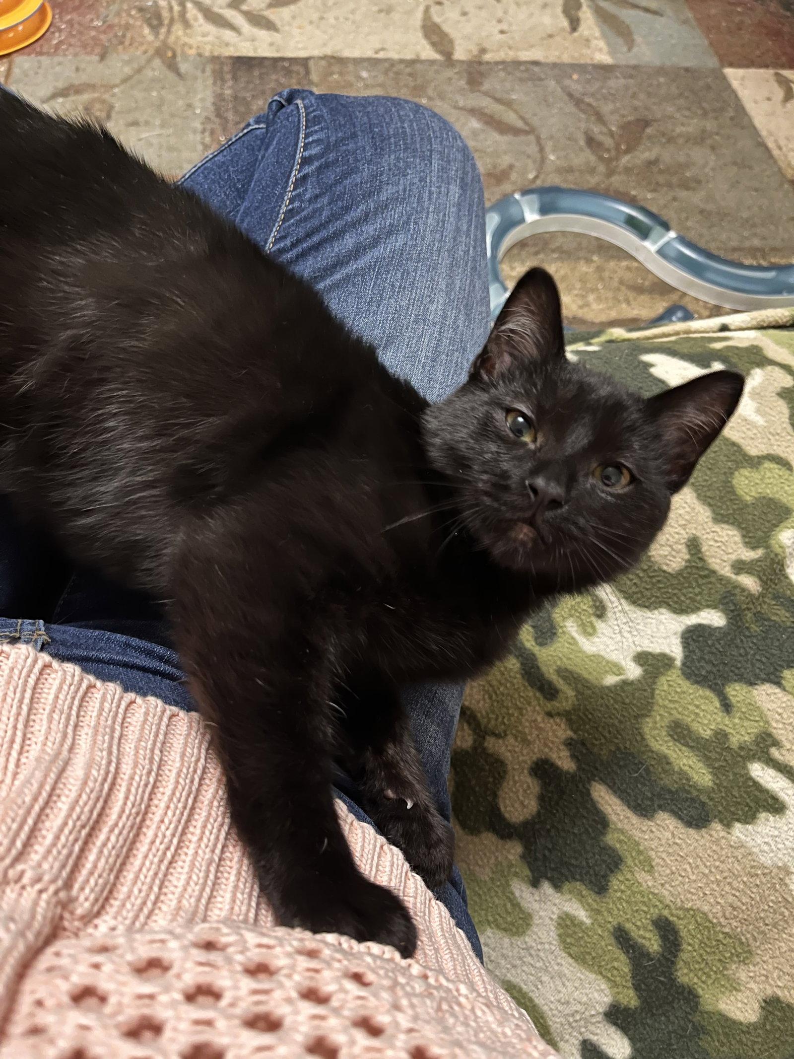 Rocket, a Adopted Domestic Short Hair in Eureka, MO image 3/3