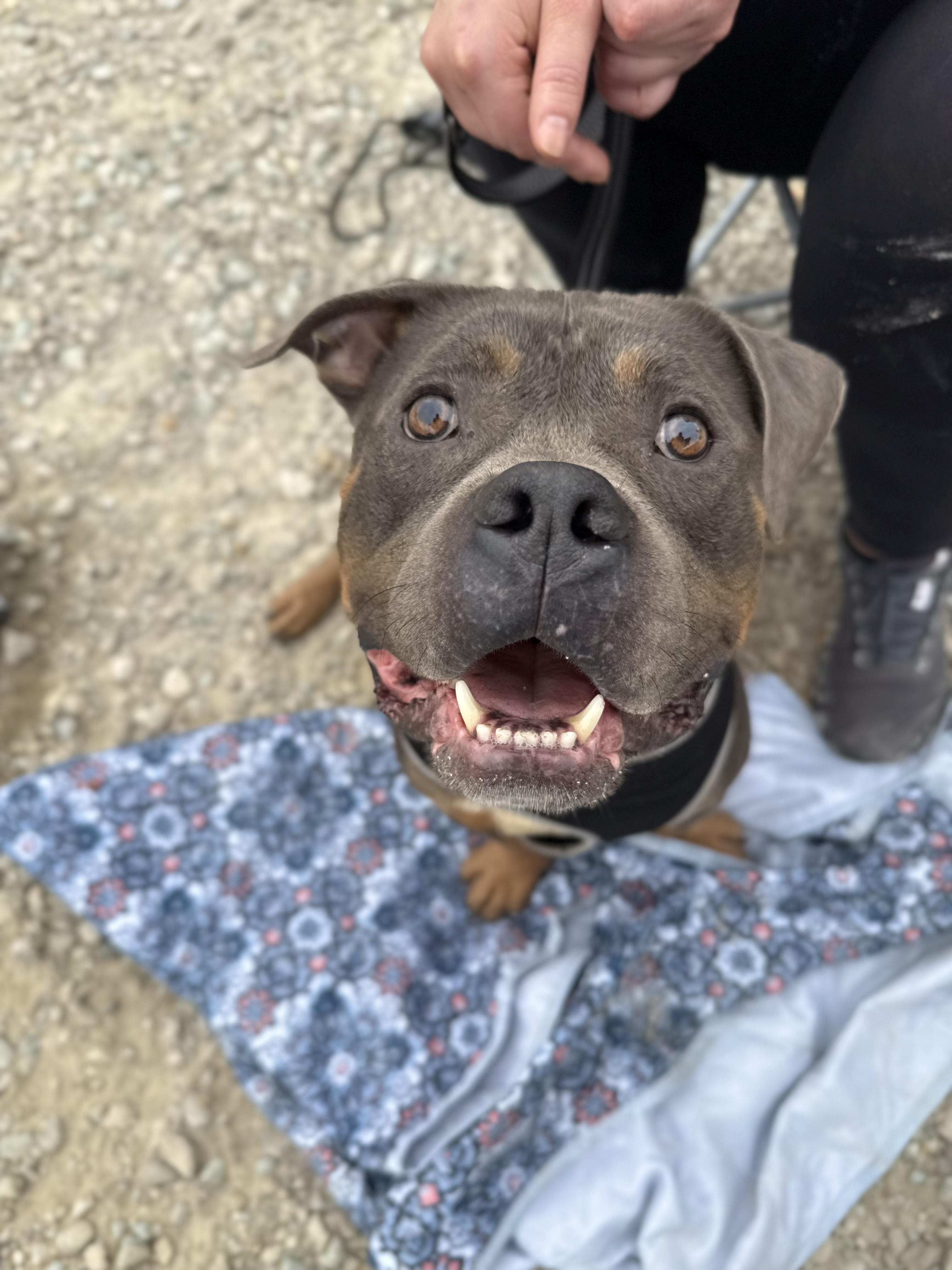 Murphy, Adoptable, Young Male American Staffordshire Terrier.