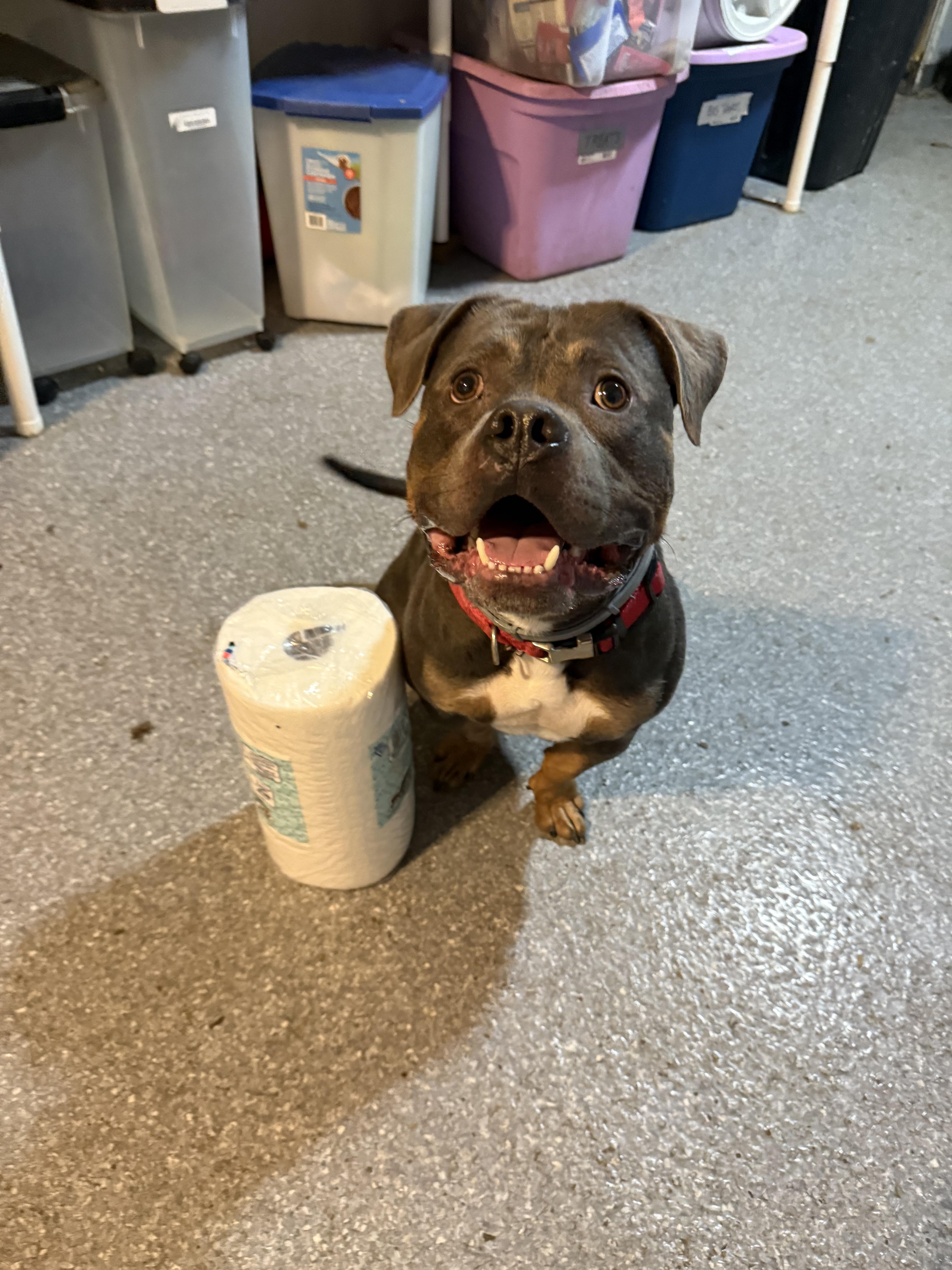 Enlarge Murphy, a Adoptable mixed breed in INDIANAPOLIS, IN image 6/6