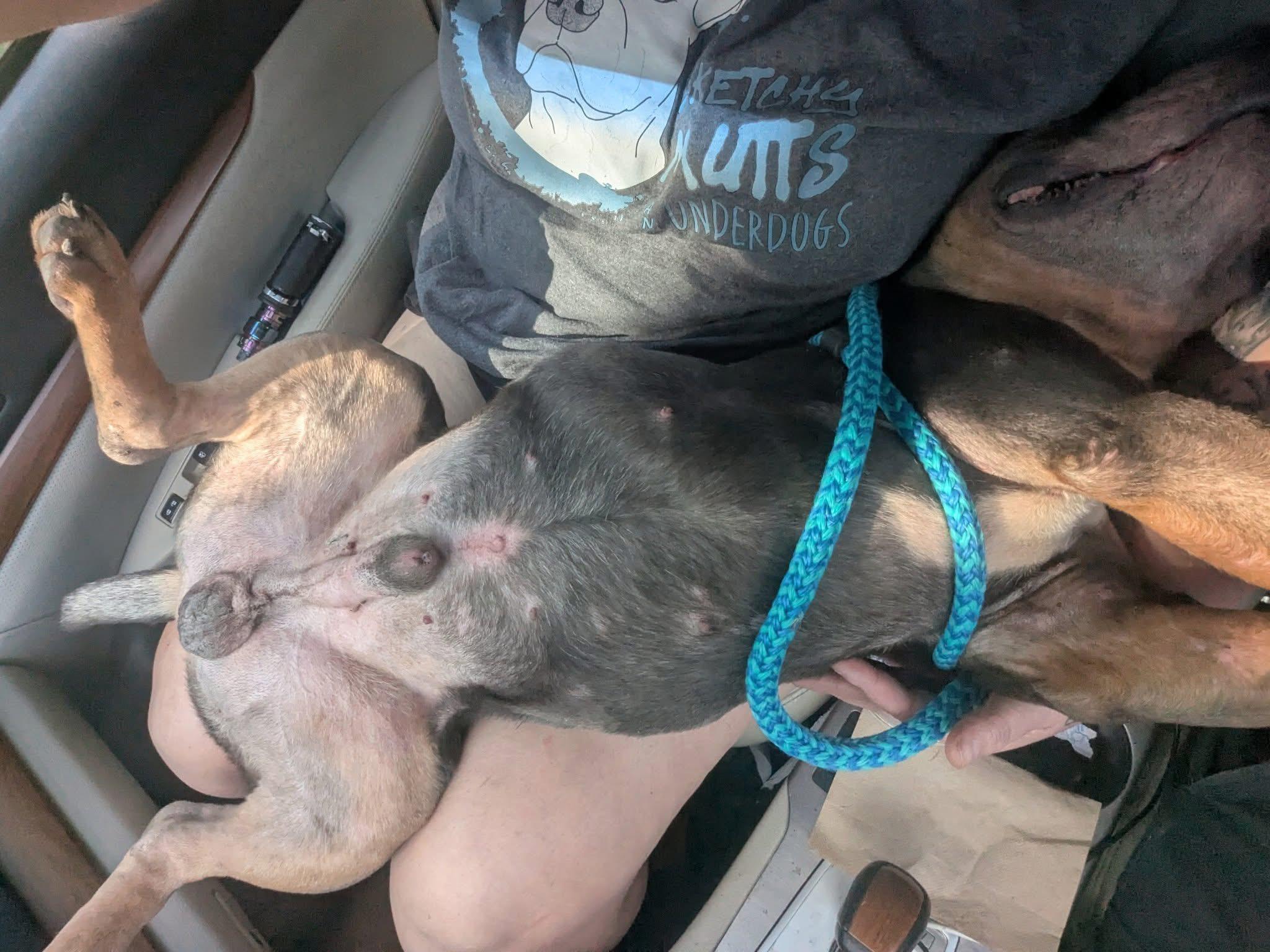 Enlarge Murphy, a Adoptable mixed breed in INDIANAPOLIS, IN image 3/6