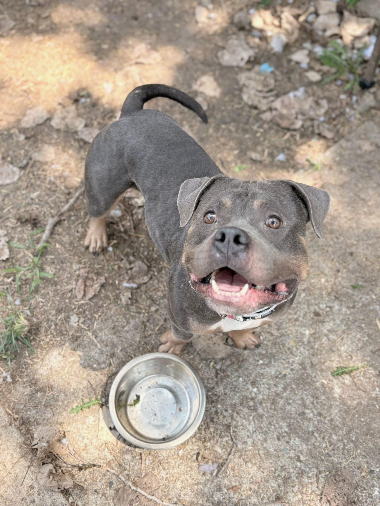 Enlarge Murphy, a Adoptable mixed breed in INDIANAPOLIS, IN image 4/6