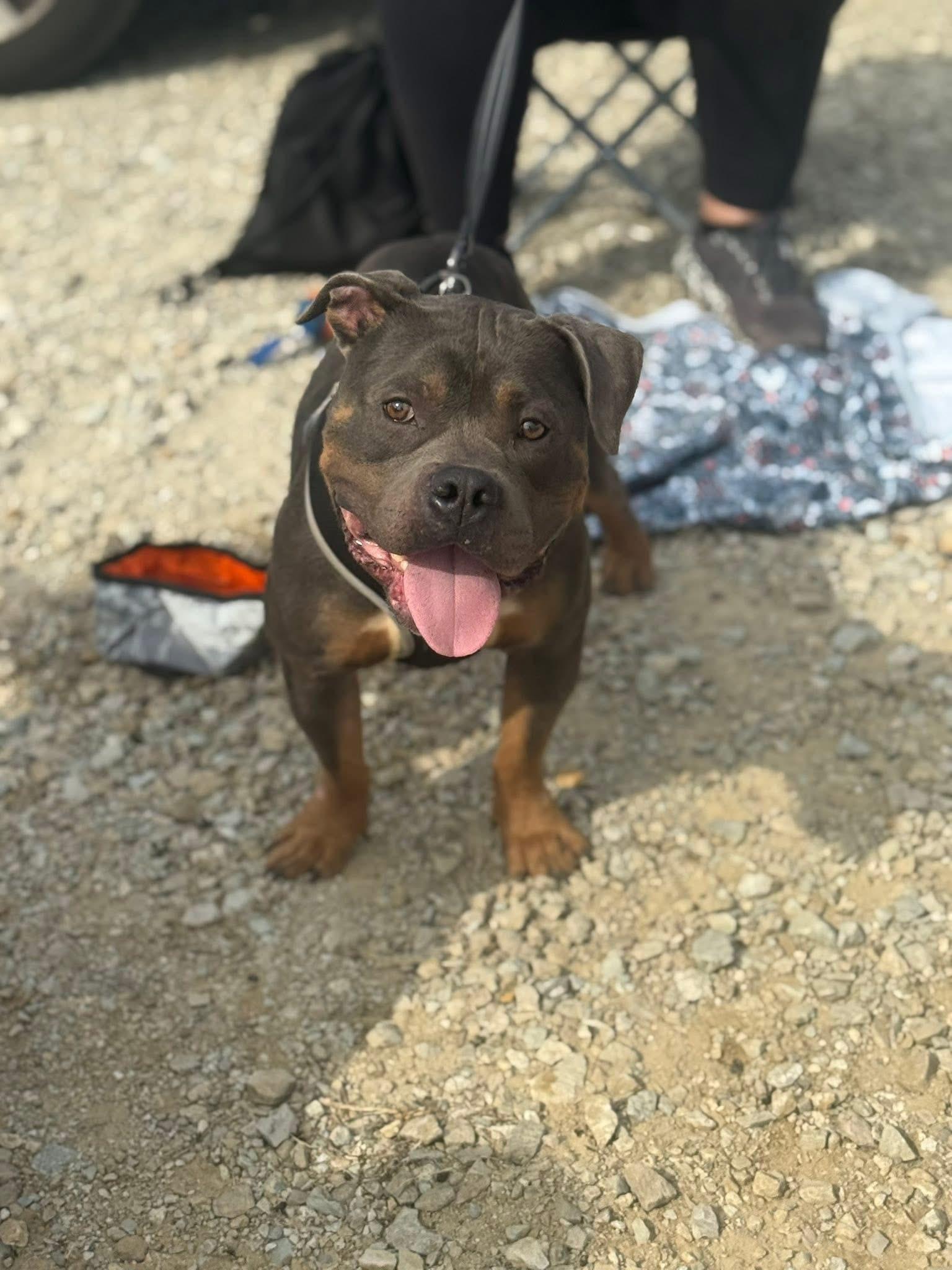 Enlarge Murphy, a Adoptable mixed breed in INDIANAPOLIS, IN image 5/6