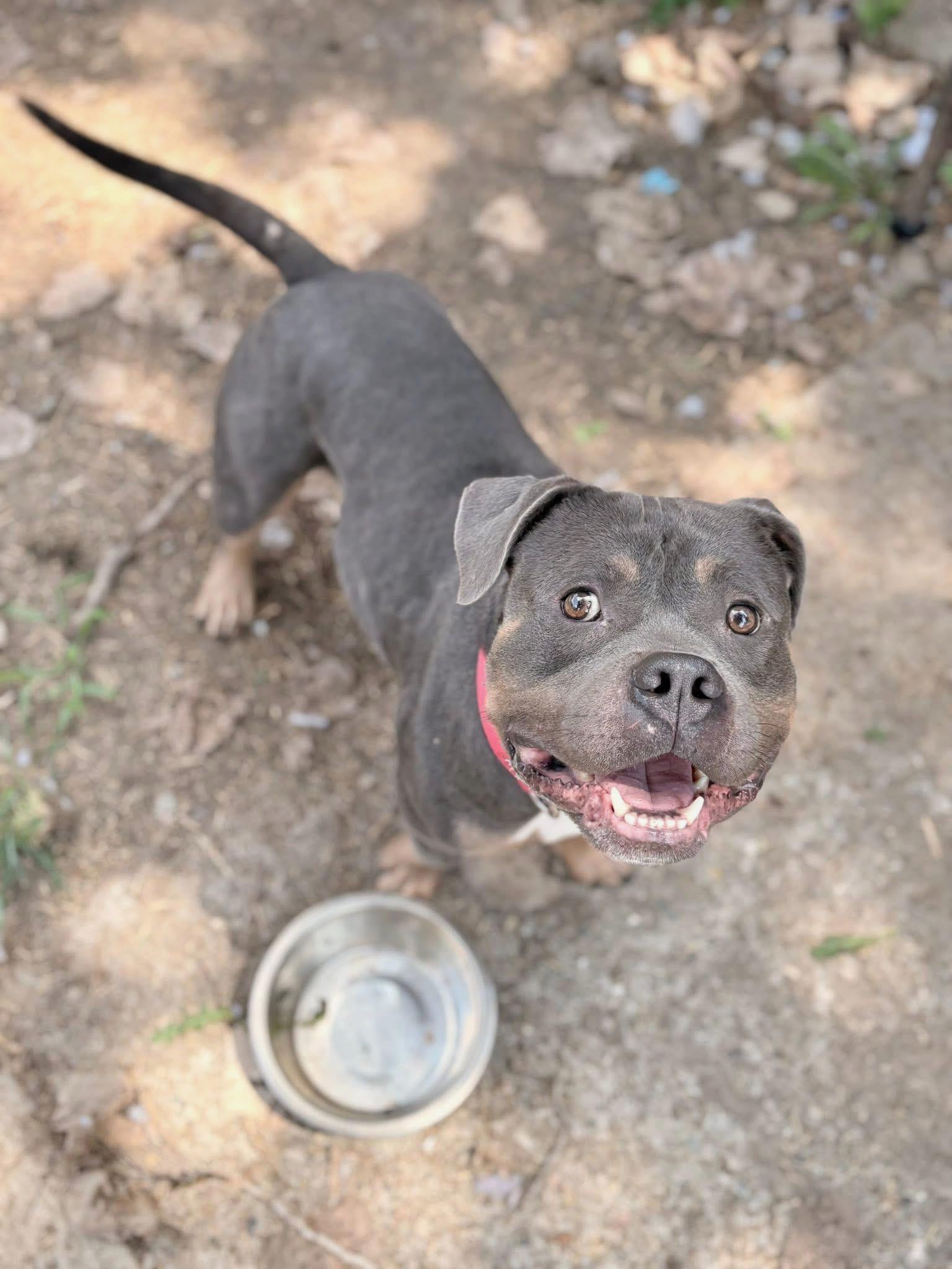 Enlarge Murphy, a Adoptable mixed breed in INDIANAPOLIS, IN image 2/6