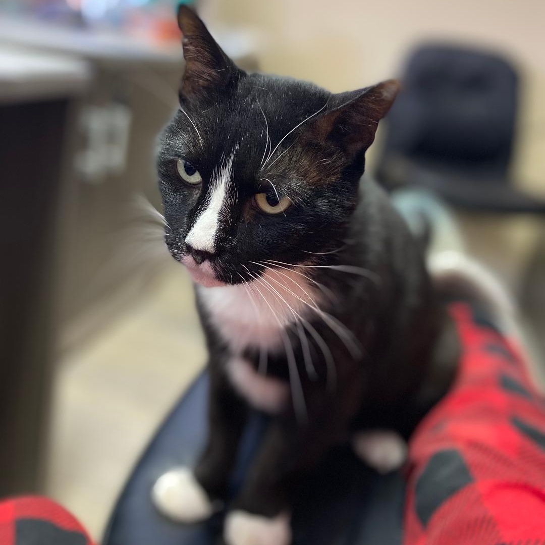 Jaylen (FIV+)