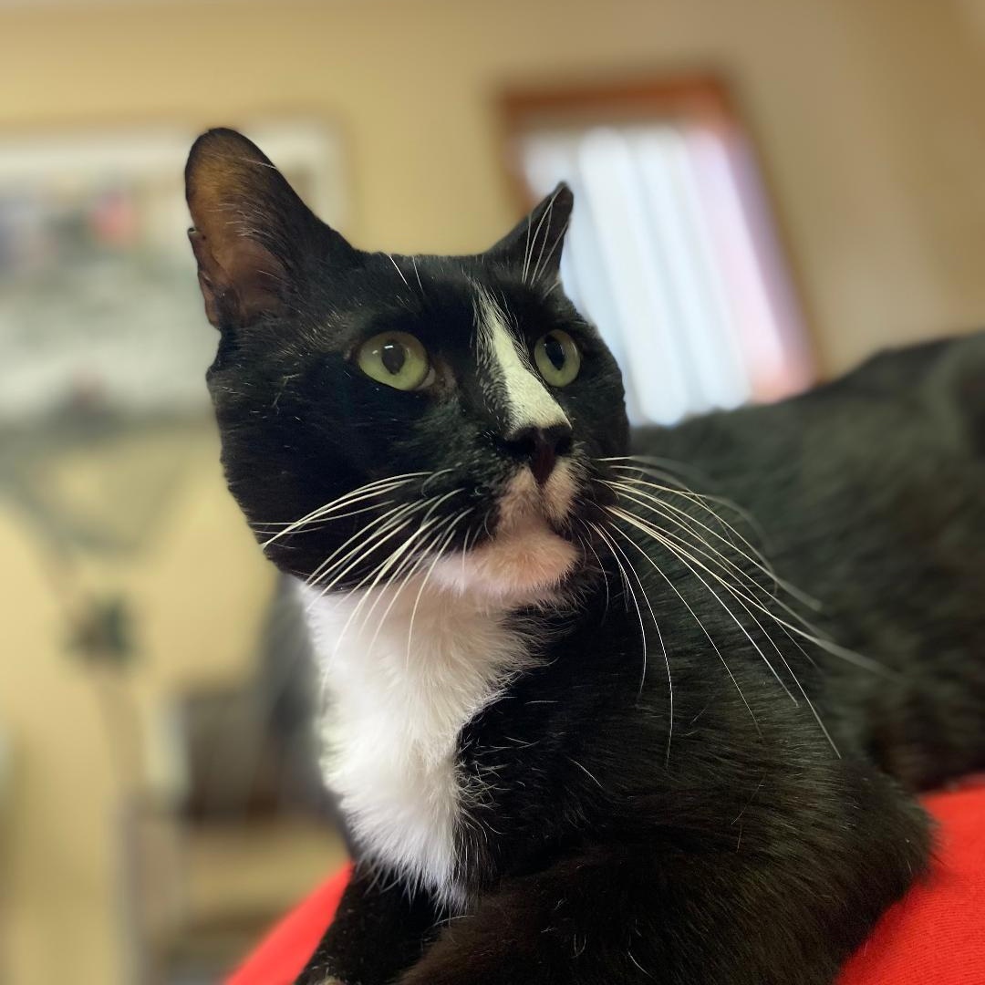 Jaylen (FIV+)