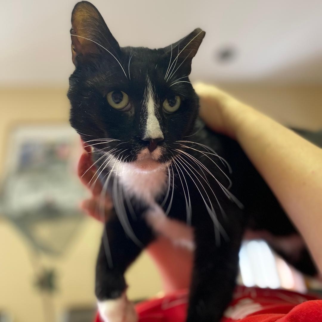 Jaylen (FIV+)