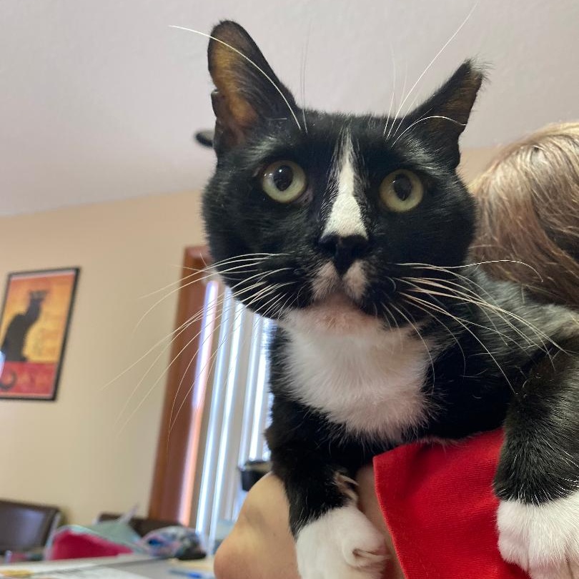 Jaylen (FIV+)
