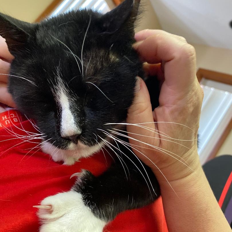 Jaylen (FIV+)