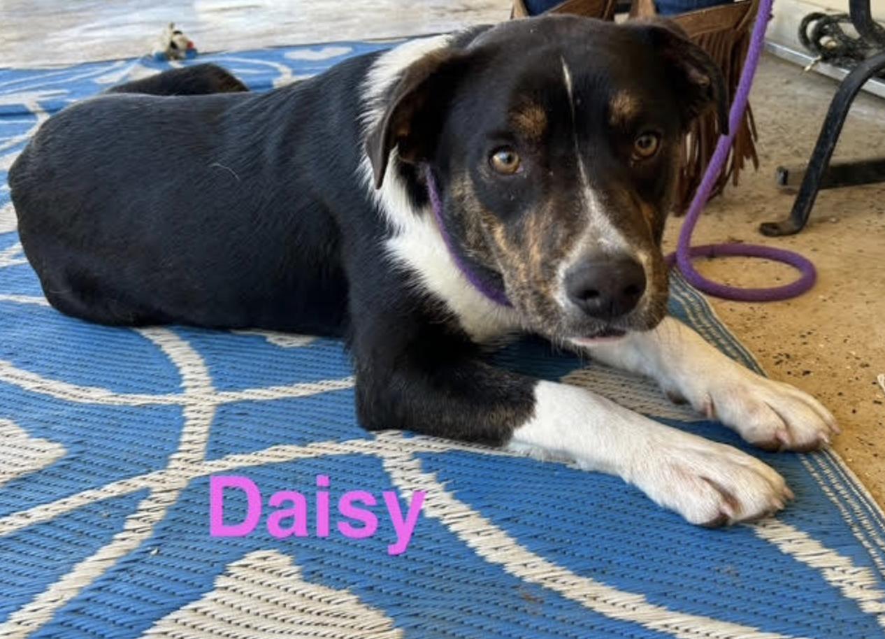 Daisy thumbnail 2