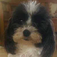 Ivy in WI - Foster-to-Adopt, a Adopted Havanese in Cumming, GA image 1/3