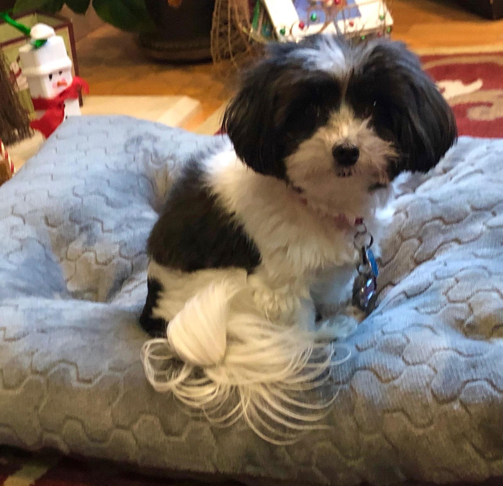Ivy in WI - Foster-to-Adopt, a Adopted Havanese in Cumming, GA image 2/3