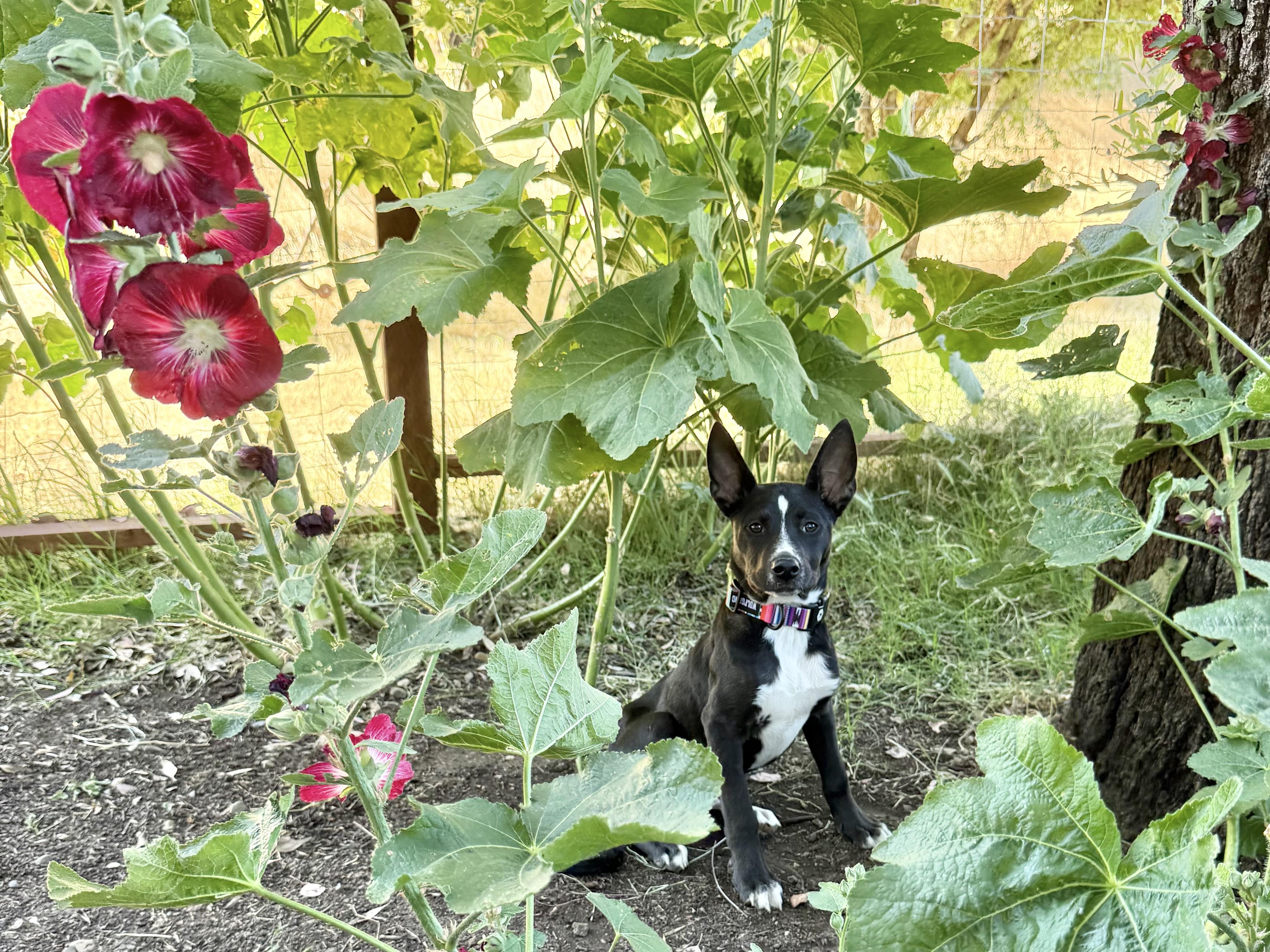 Buster photo 4