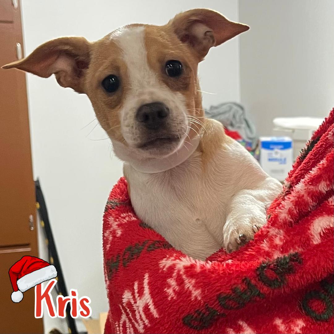 Enlarge Kris, a ADOPTABLE mixed breed in Kannapolis, NC image 1/1