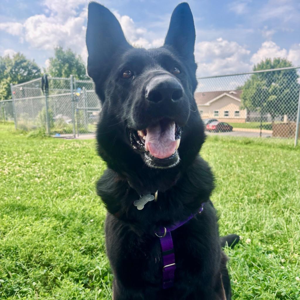Enlarge Diana, a Adoptable German Shepherd Dog in State College, PA image 1/5