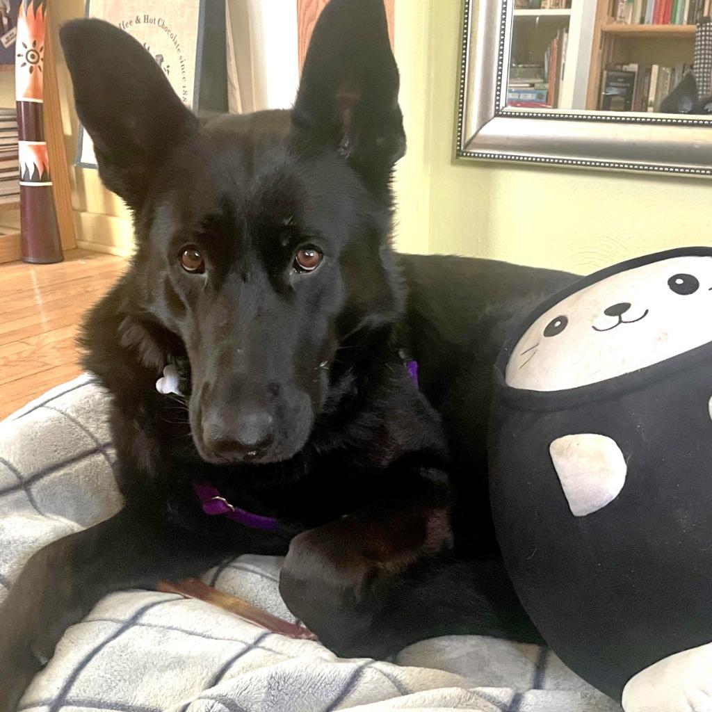 Diana, Adoptable, Adult Female German Shepherd Dog.