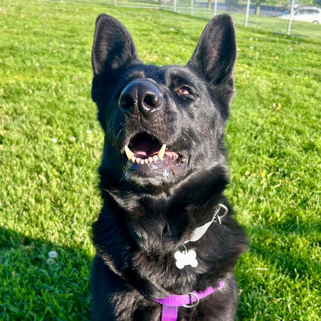Enlarge Diana, a Adoptable German Shepherd Dog in State College, PA image 1/6