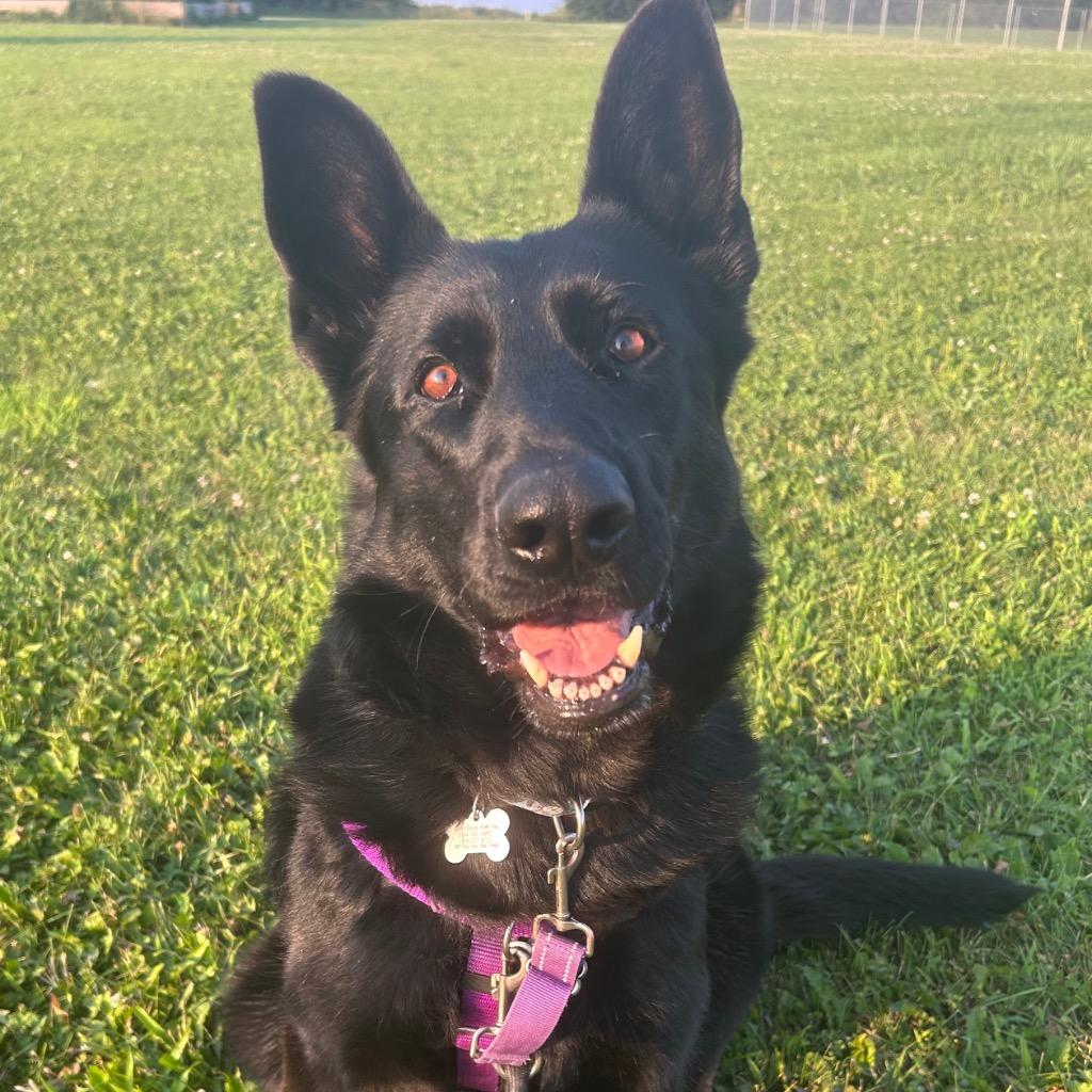 Enlarge Diana, a Adoptable German Shepherd Dog in State College, PA image 2/6