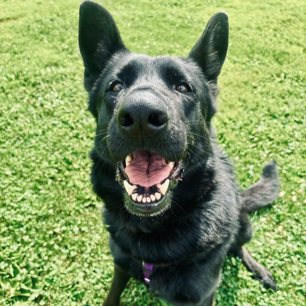Enlarge Diana, a Adoptable German Shepherd Dog in State College, PA image 2/6