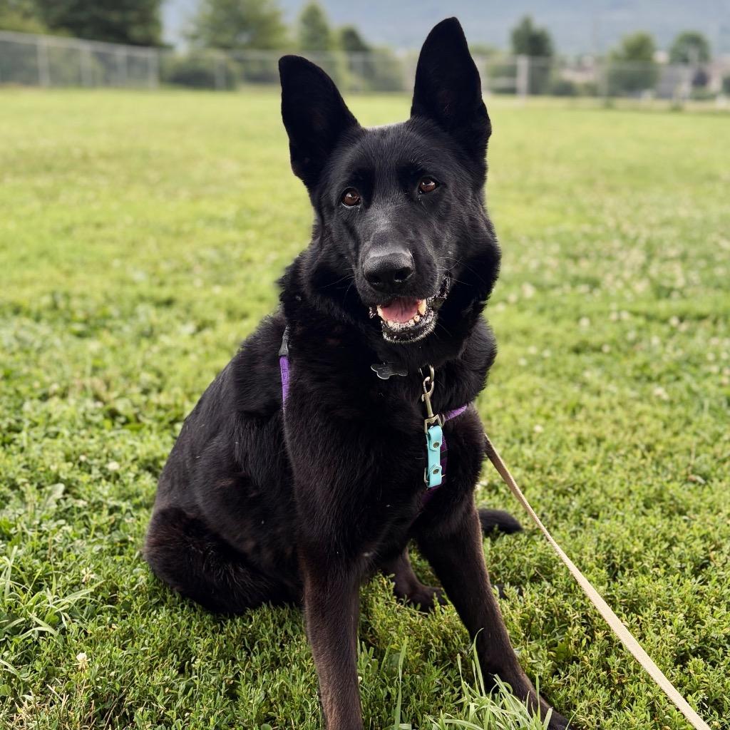 Enlarge Diana, a Adoptable German Shepherd Dog in State College, PA image 3/5
